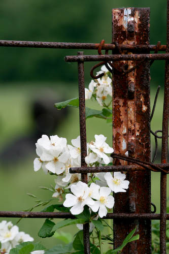 Rusty Fence