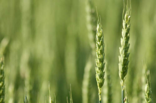 wheat