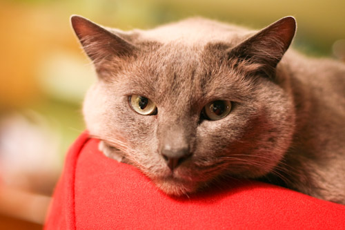 cats-55